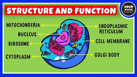 Structure And Function Of A Cell Cell Organelles Biology Youtube