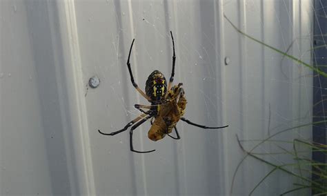 Murray And Candaces Adventures Garden Spider