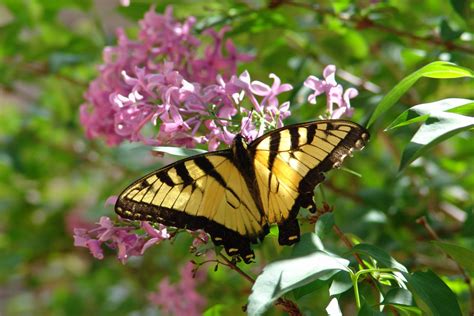 Host Plants For Swallowtails