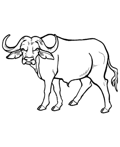 Wild Animal Buffalo Coloring Sheet For Drawing
