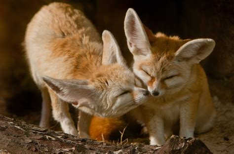 Fennec Foxes Are Monogamous And The Pair Lives With Their Offspring In