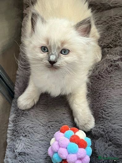 Beautiful Pure Ragdoll Kittens Lincoln Pets4homes