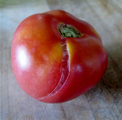 The blossom end is rippled, bumpy and lumpy. How to avoid the 7 deadly sins of growing tomatoes