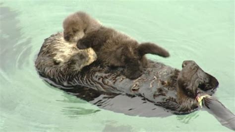 You ‘otter Get A Look At This Cute Baby Otter