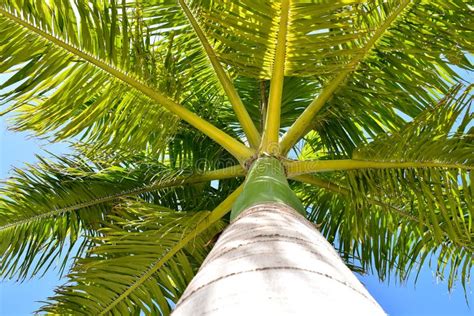Palm Tree In The Blue Sky Royal Palm Of Cuba Stock Photo Image Of