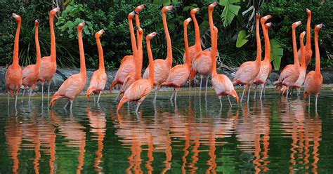 Flamingo One Step Closer To Being Considered A Floridian Bird Wusf