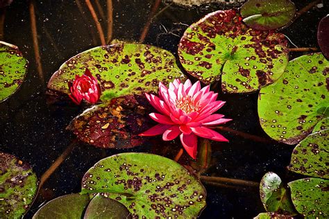 Pink Water Lilies And Lily Pads In Japanese Garden In Meijer Gardens In