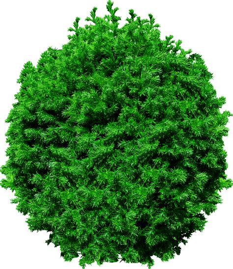 Tree Top View Pine tree png #4131 - Free Icons and PNG Backgrounds