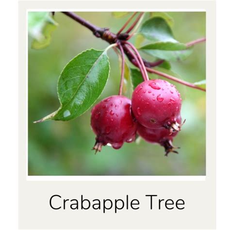How To Identify A Crabapple Tree Key Features To Look For Rennie