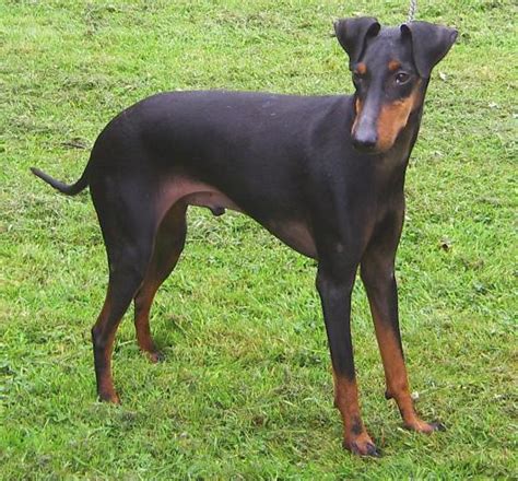 Thankfully the work of a few dedicated breeders and the british manchester terrier club, the breed. Manchester Terrier - A-Z Animals