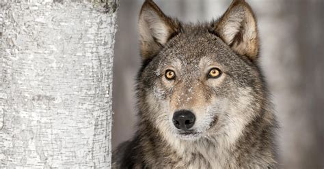 Browse and share the top wolfgang is in a gang of wolves gifs from 2021 on gfycat. Scientists to feds: Great Lakes gray wolves aren't ...