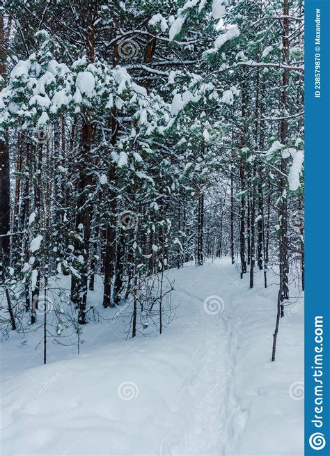 Pathway Through Winter Pine Forest With Clear Snow After Snowfall