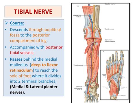 Tibial Nervecoursemotor And Sensory Innervation How To Relief
