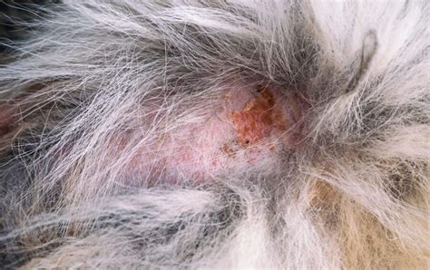 Blackheads On Dog Nipples Sometimes Not As Funny As It Might Sound