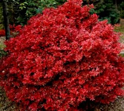 Acer Palmatum Shaina Dwarf Red Japanese Maple Tree Kigi Nursery