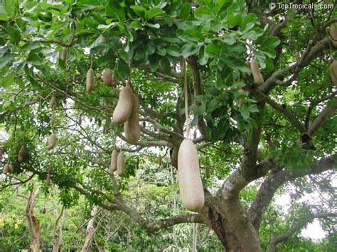 Kigelia Pinnata Kigelia Africana Sausage Tree