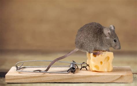 22 Best Mouse Trap Baits Find Out What Works For You