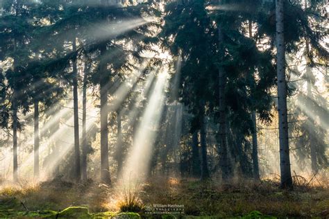 Sunlight In The Forest Forest Ballonzuilbossen Photography