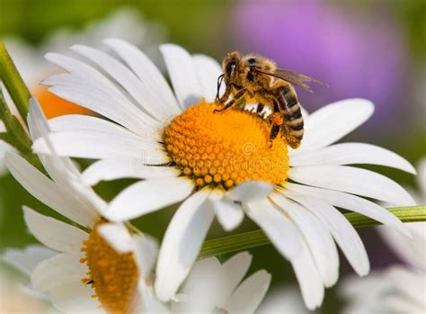 Bee Or Honeybee On White Flower Of Common Daisy Stock Image Image Of