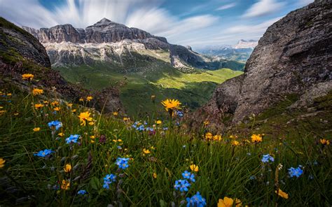 Maybe you would like to learn more about one of these? Wildflowers on a background of mountains under a beautiful ...