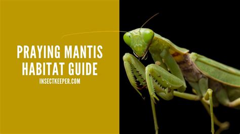 How To Set Up A Praying Mantis Habitat Step By Step Insect Keeper