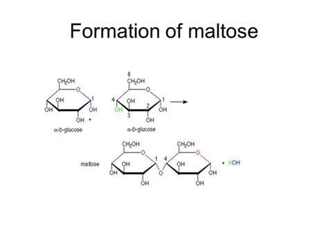 Structural Formula Of Maltose
