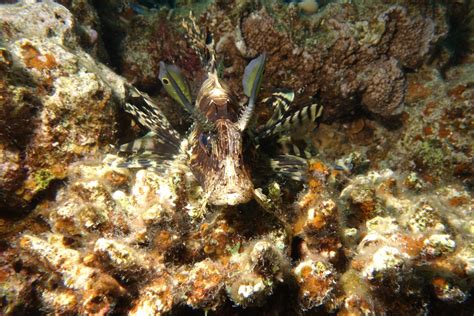Maybe you would like to learn more about one of these? Gambar : bawah air, ikan, fauna, lionfish, batu karang ...