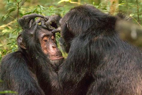 Chimpanzees Observed Helping Each Other Treat Wounds With Insects