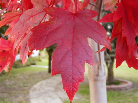 Check spelling or type a new query. Autumn Blaze Maple Tree - Dallas, Texas - Treeland Nursery