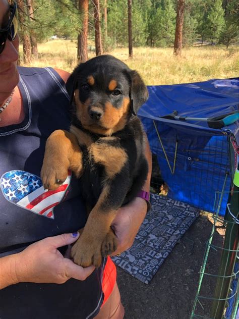 Look at pictures of rottweiler puppies in oregon who need a home. Rottweiler Puppies For Sale | Klamath Falls, OR #303639