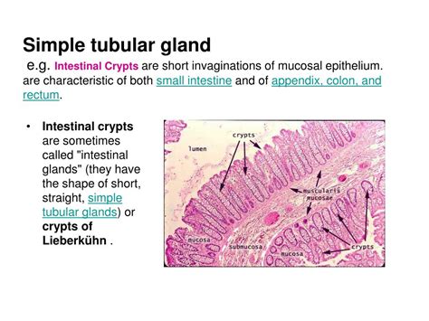 Ppt Glandular Epithelium Powerpoint Presentation Free Download Id