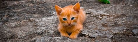 5 Tips To Raise Your New Kitten To Be Purrfect Project Pawsitivity