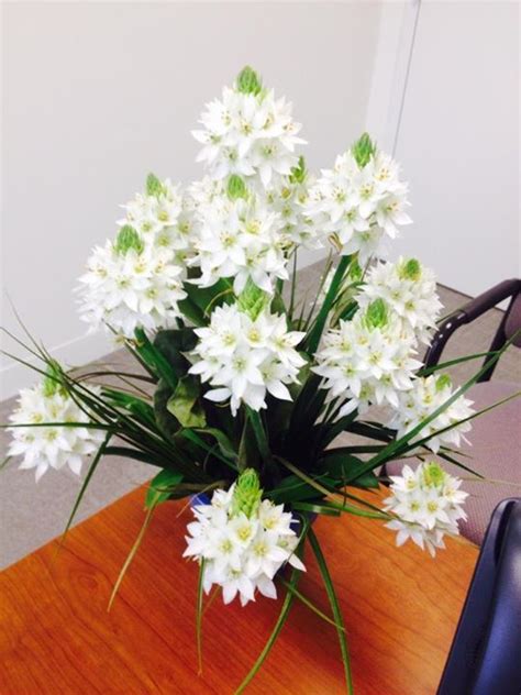 Star of bethlehem flower uses. Social Media Management Dashboard - Hootsuite | Star of ...