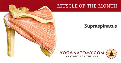 Supraspinatus - Rotator Cuff Muscle - Yoganatomy