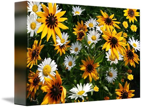 Are Daisies And Sunflowers Related