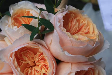 Peach David Austin Roses As Bridal Bouquet For Vintage Wed Flickr