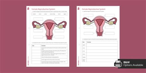 female reproductive system worksheet beyond secondary