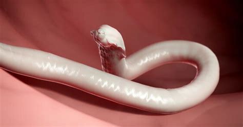 Parasitic Worm Might Increase Womens Fertility Huffpost Canada