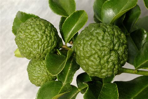 Kaffir Lime Leaves Information, Substitutions and Where to Buy Them