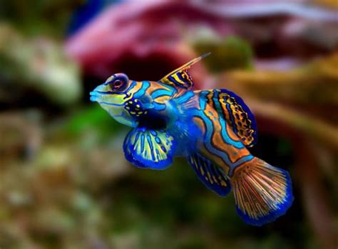 Amazing Animals Pictures Worlds Ten Most Colorful Faces 10 Pics