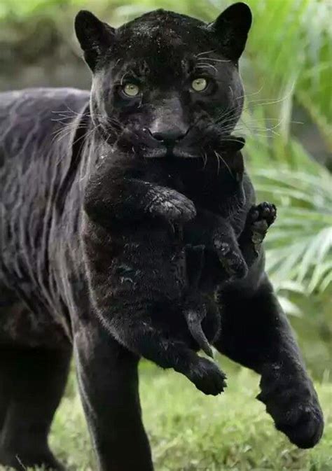 Black Panther And Her Kitteninstinctively When Cats Carry Their