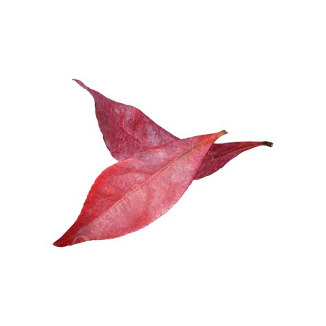 Red Leaves In Late Autumn Late Autumn Natural Red Leaves Png