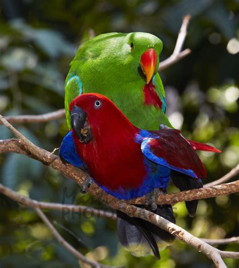 Buy Eclectus Parrot Pair Mating Image Online Print And Canvas Photos
