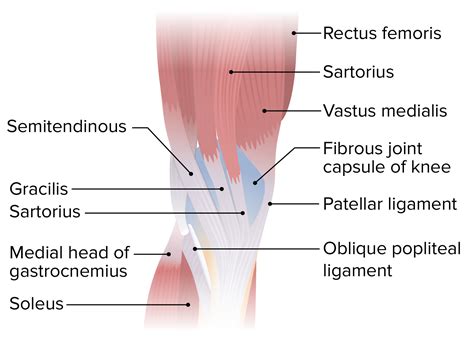 Posterior Knee Anatomy Joint
