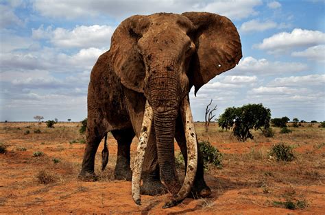 Good News And Bad News For African Elephants Range Is Just Of What It Could Be