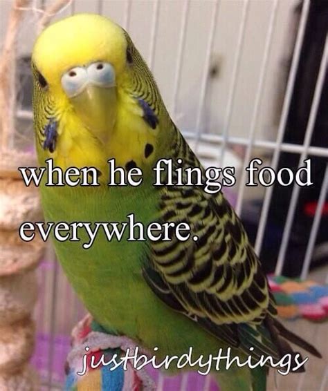 Yup Archimedes And Apollo Do This All The Time Budgies Bird Funny