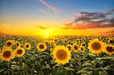 Farmer Pleads With Visitors After His Sunflower Field Attracts Nude
