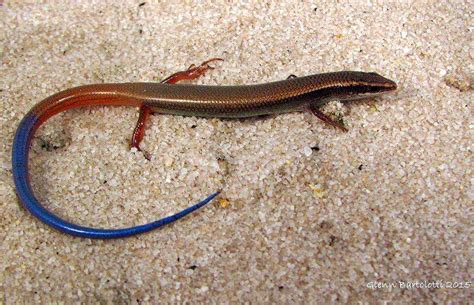 Bluetail Mole Skink Climate Adaptation Explorer