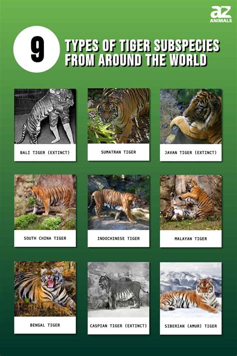 The 9 Types Of Tiger Subspecies From Around The World Az Animals