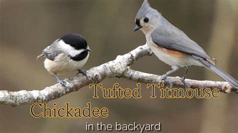Tufted Titmouse And Chickadee Of Collection 10 Min 30fps Youtube